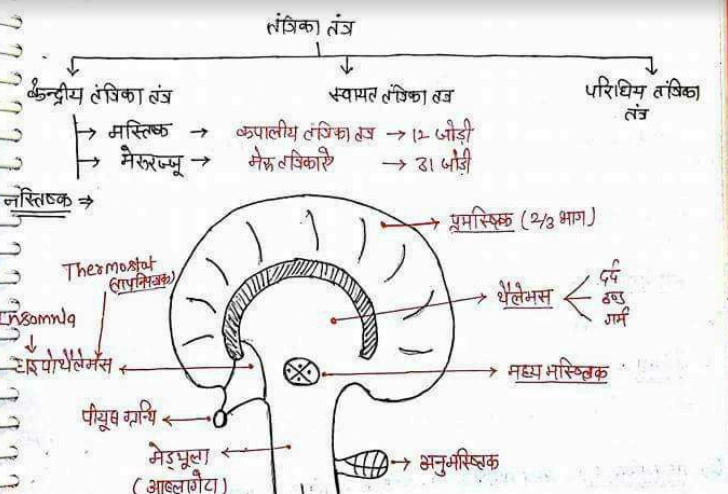 Biology for SSC CGL